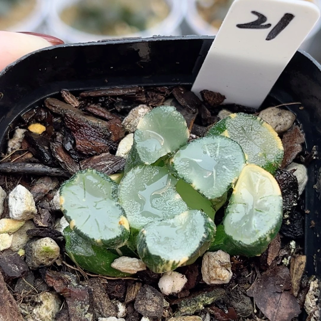 21欧大宝万象锦福利专场