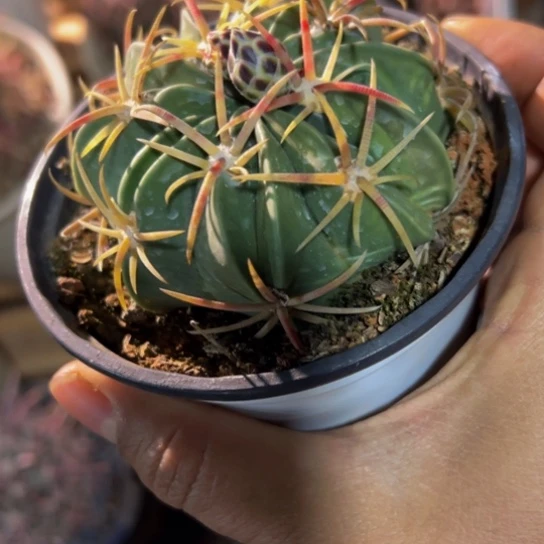 精品卷刺天城玉小号