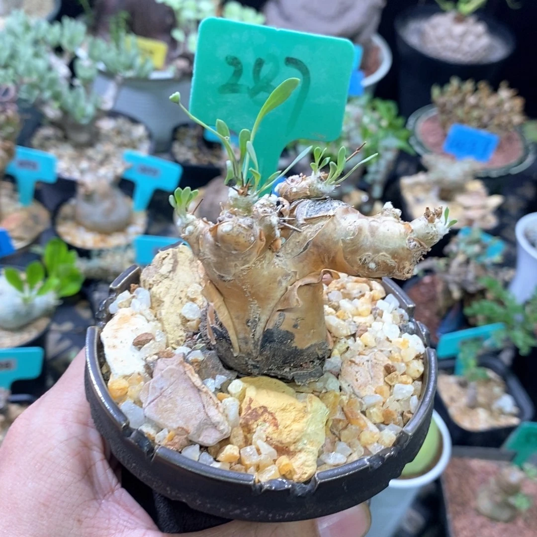 产地开普敦厚炖菊多肉植物