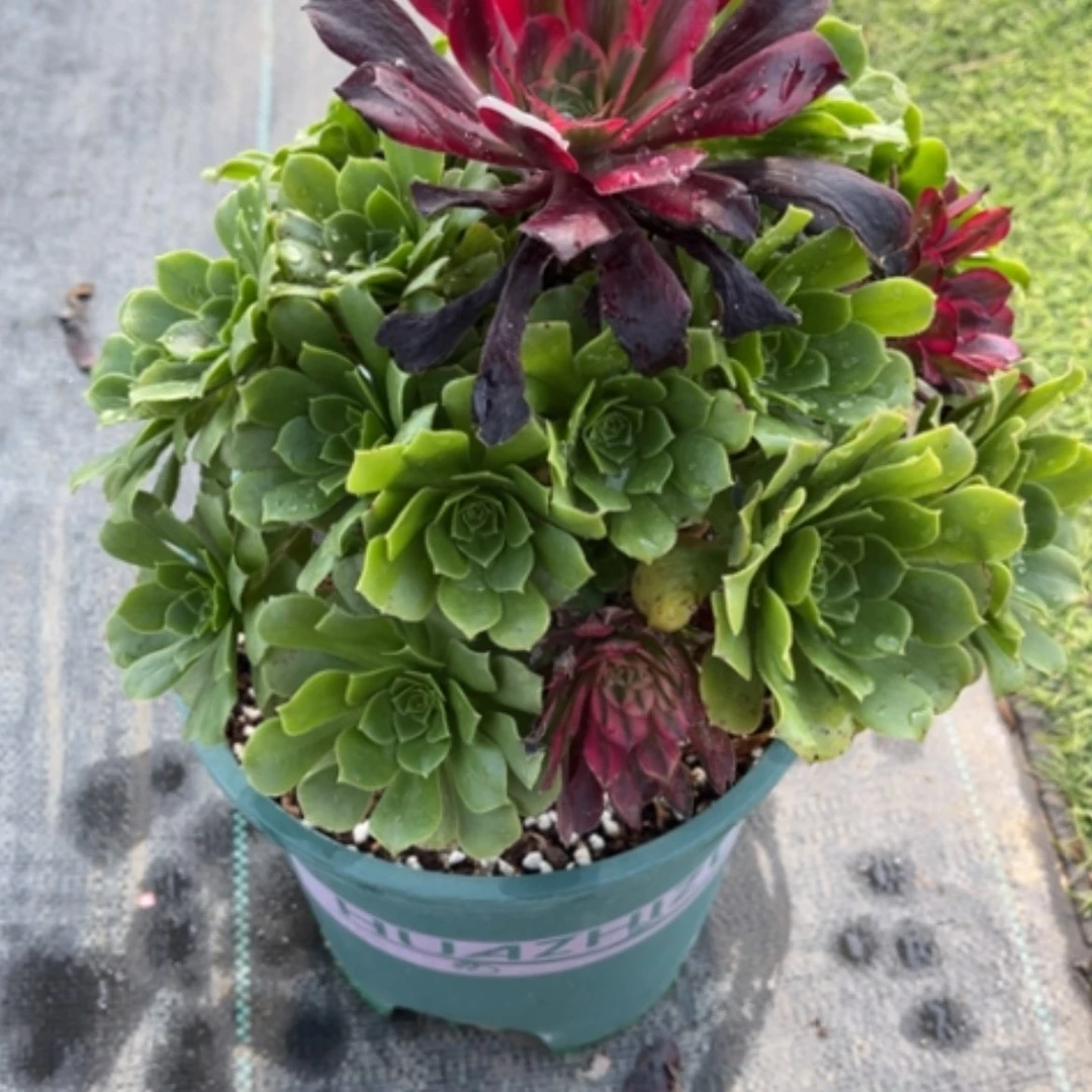 【闪购商品】飞***F61嫁接多肉法师