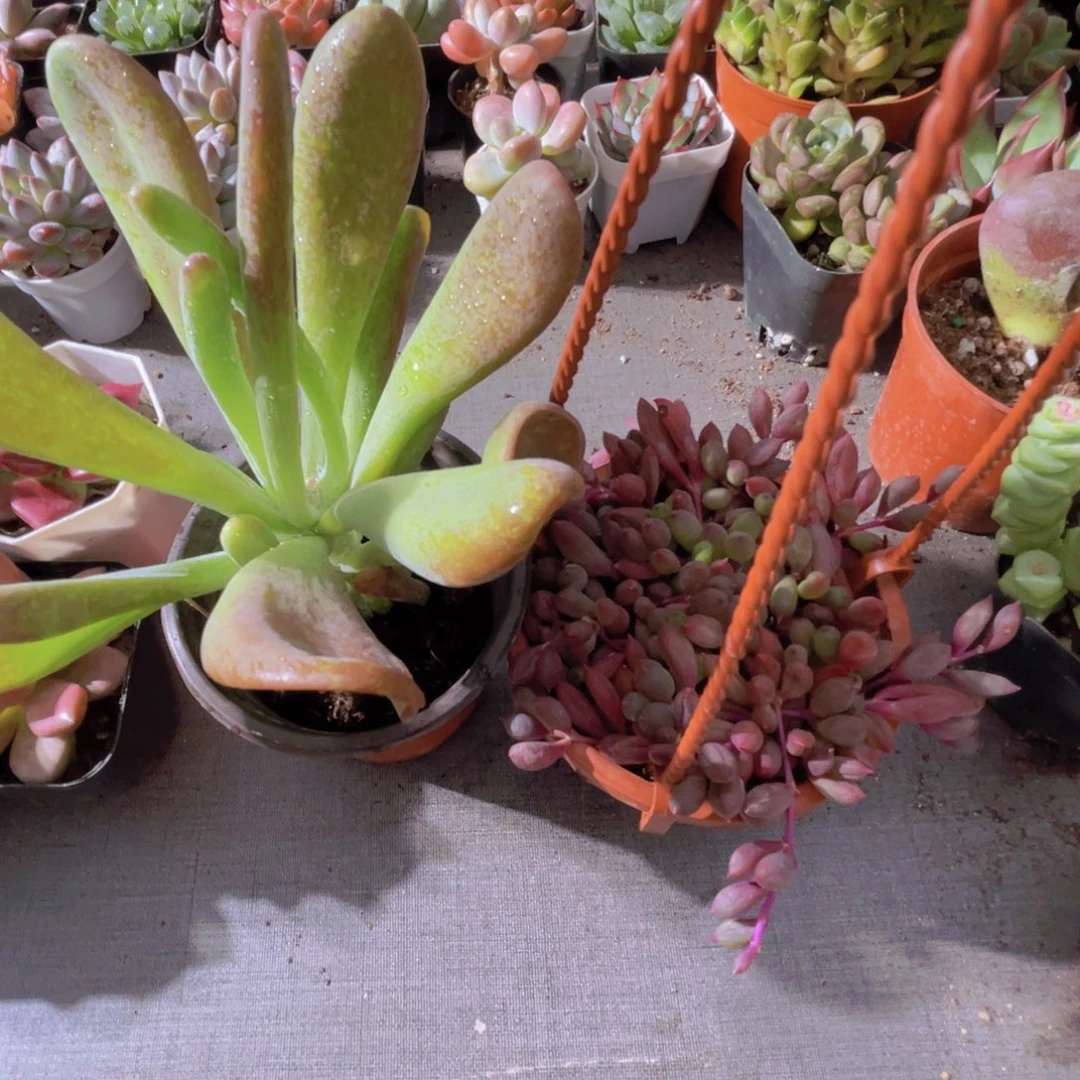 爱****…火狐狸 紫玄月。