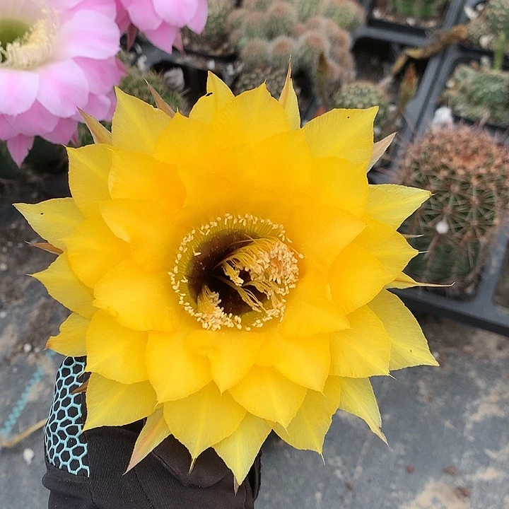 3115 实生彩草带盆土发货