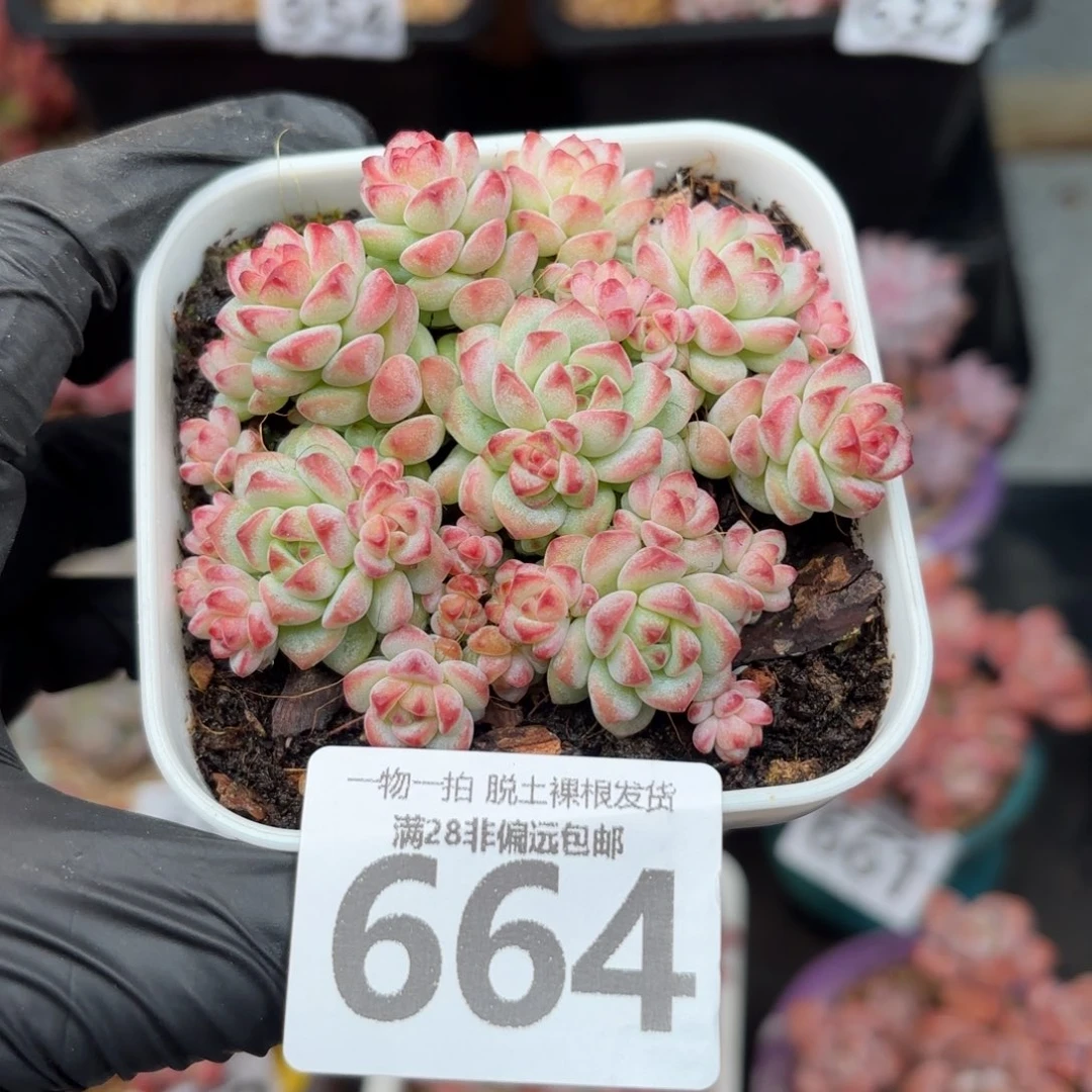 蕉糖精灵无盆土发货