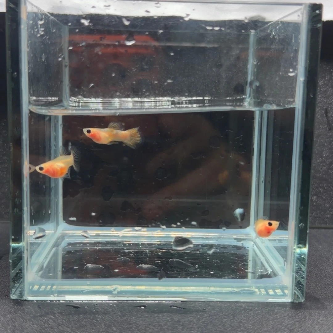 孔雀鱼幻彩粉猫1公2母