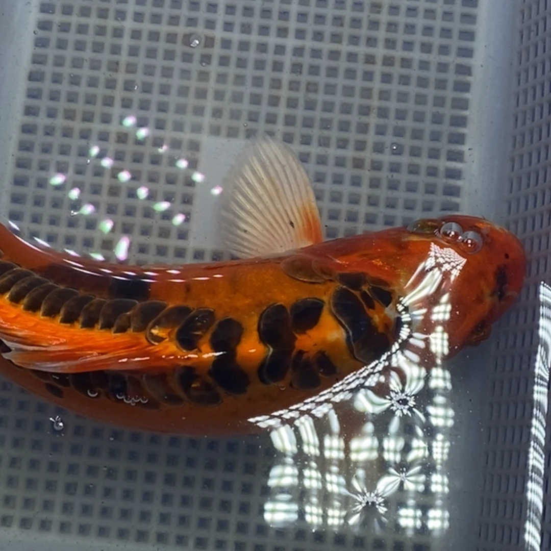 锦鲤冷水锦鲤包邮