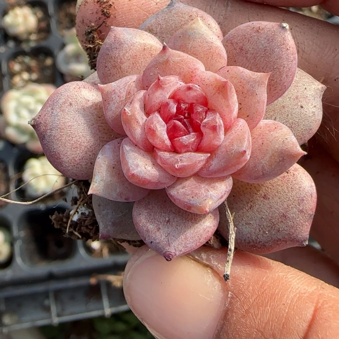 小卡拉米糖心一物一拍