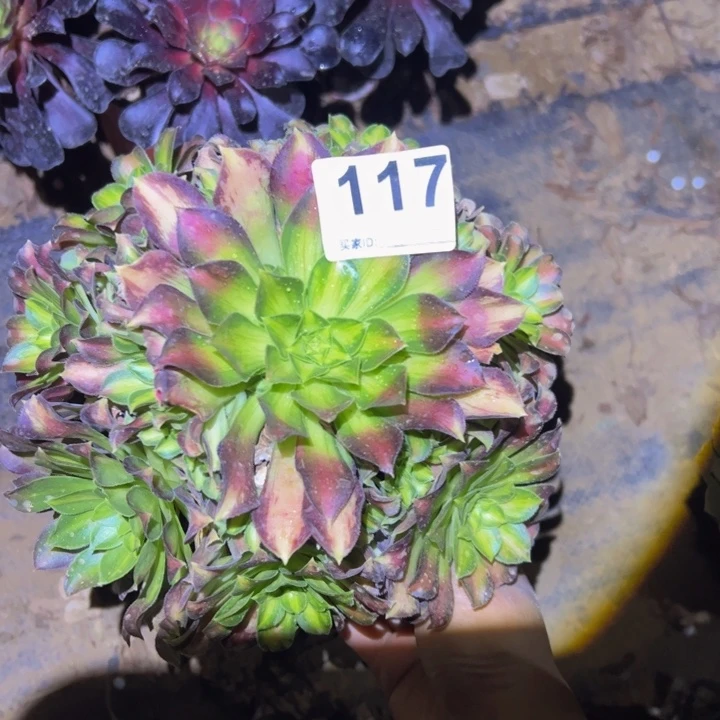 韶华多肉植物117