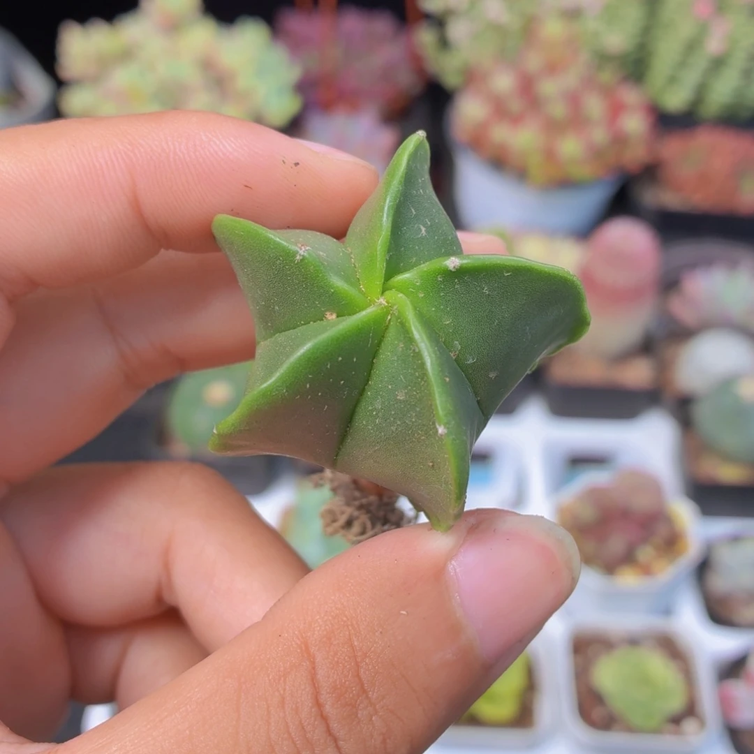 鸾凤玉多肉9.9包邮发货