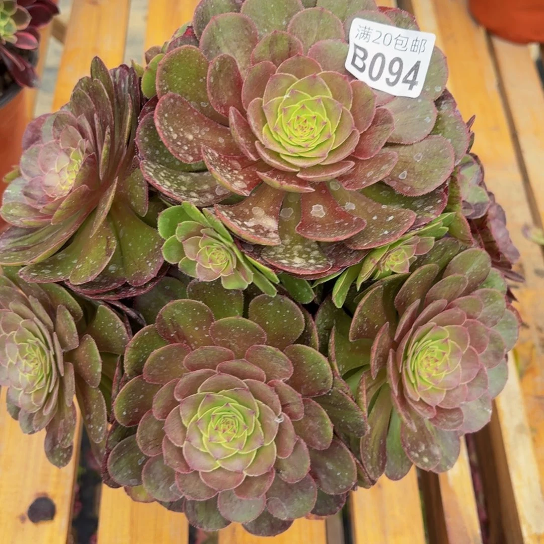 无花朵94多肉植物捧花的