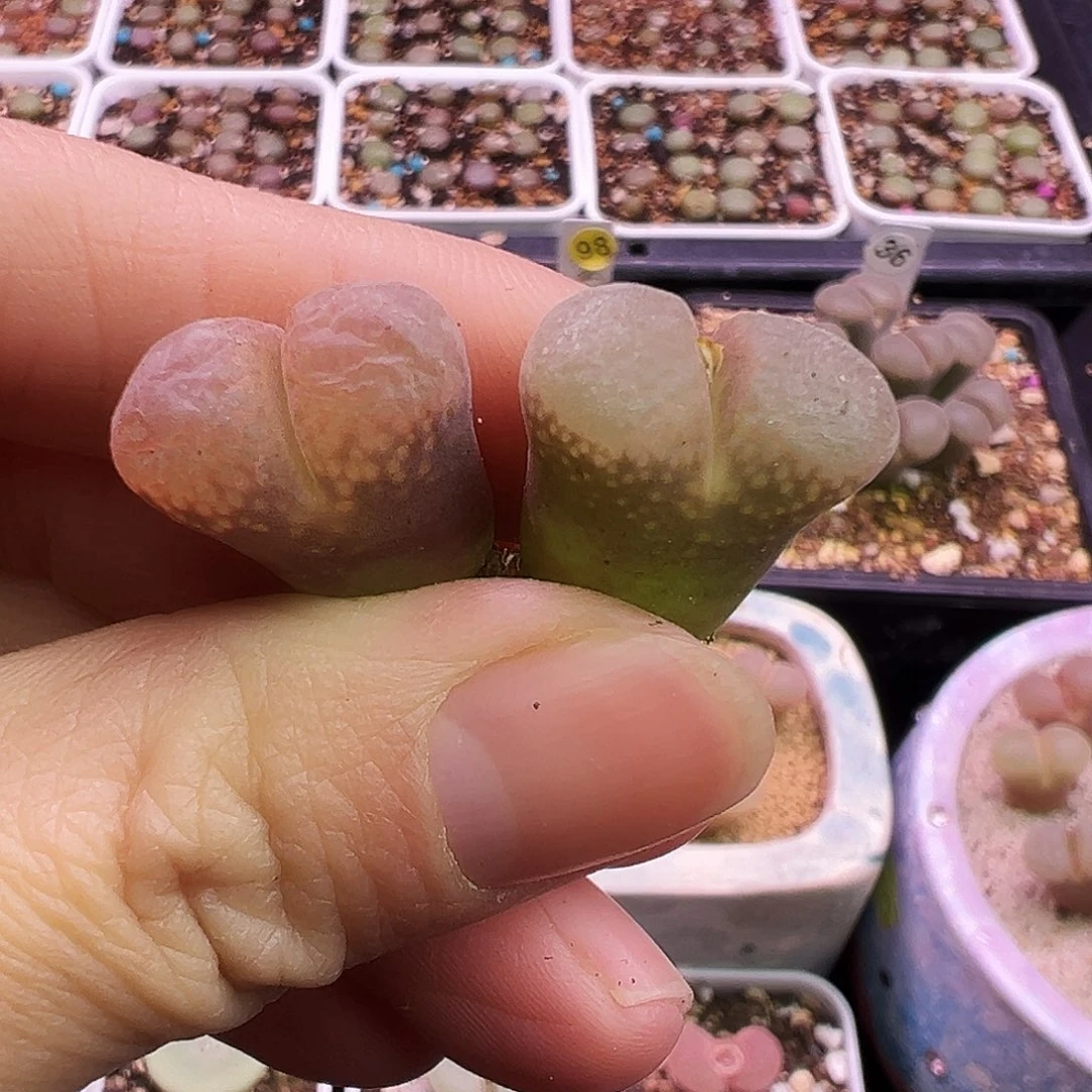 41号红风铃福利特……