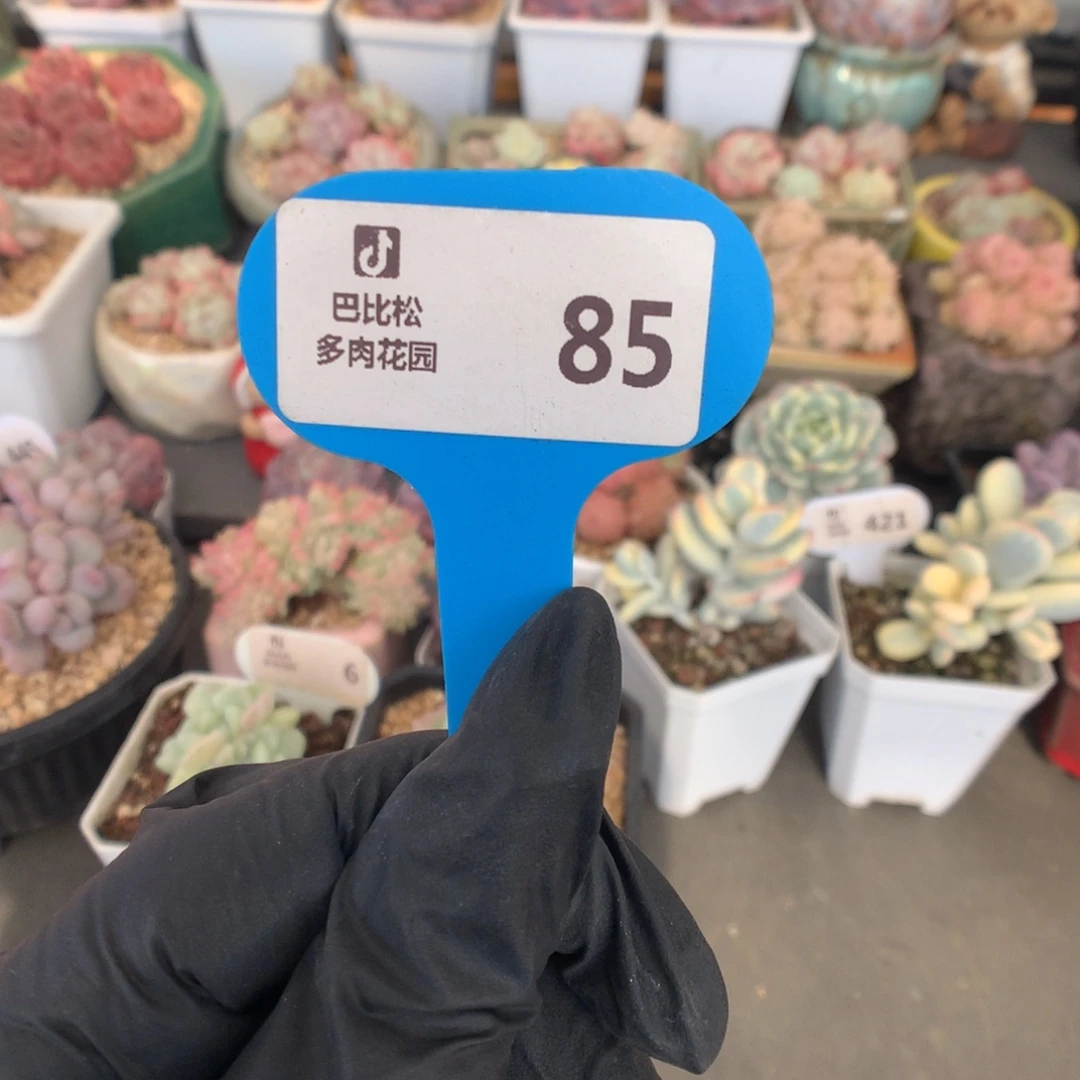 85 冰玉石化盲盒拍