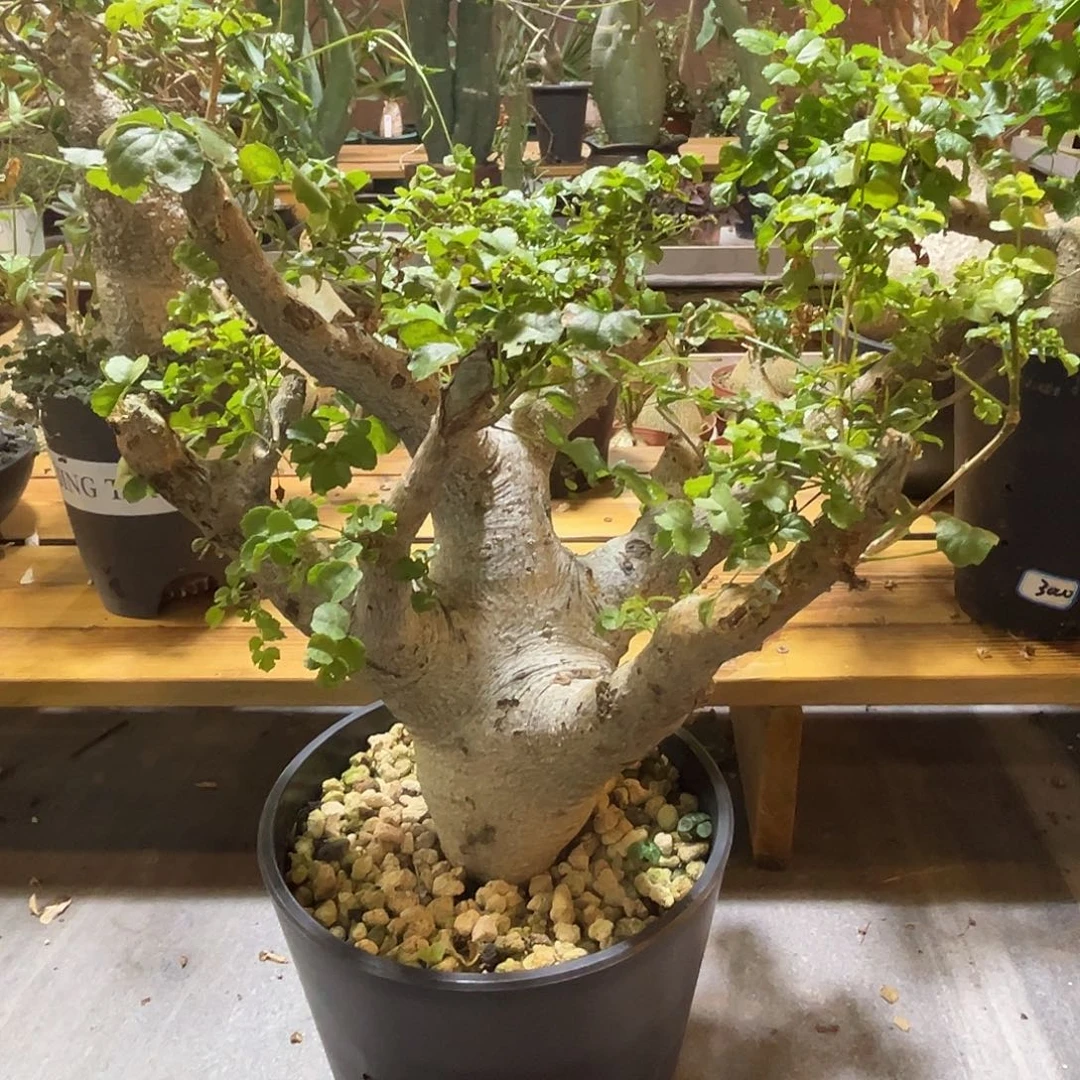 汤圆植物岩生橄榄大树桩
