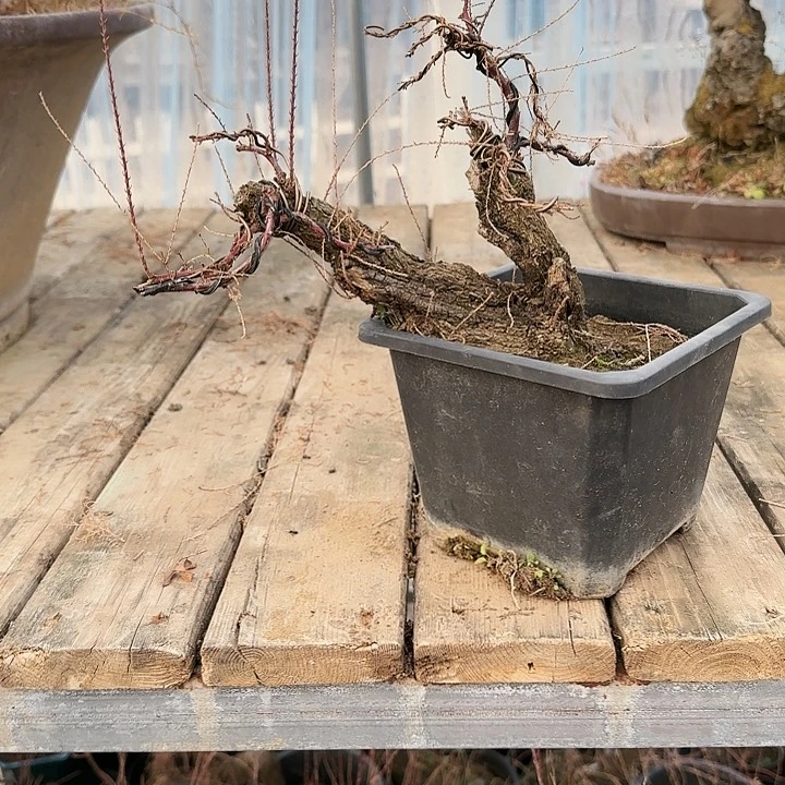 红陶修*f g h k k k m k