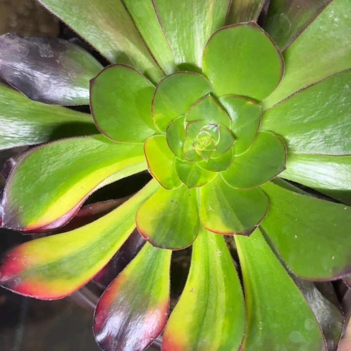 一物一拍巫独32多肉