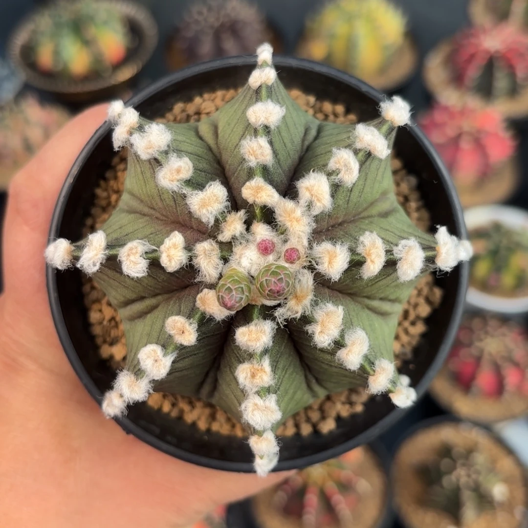 泰系米哈实生仙人球160