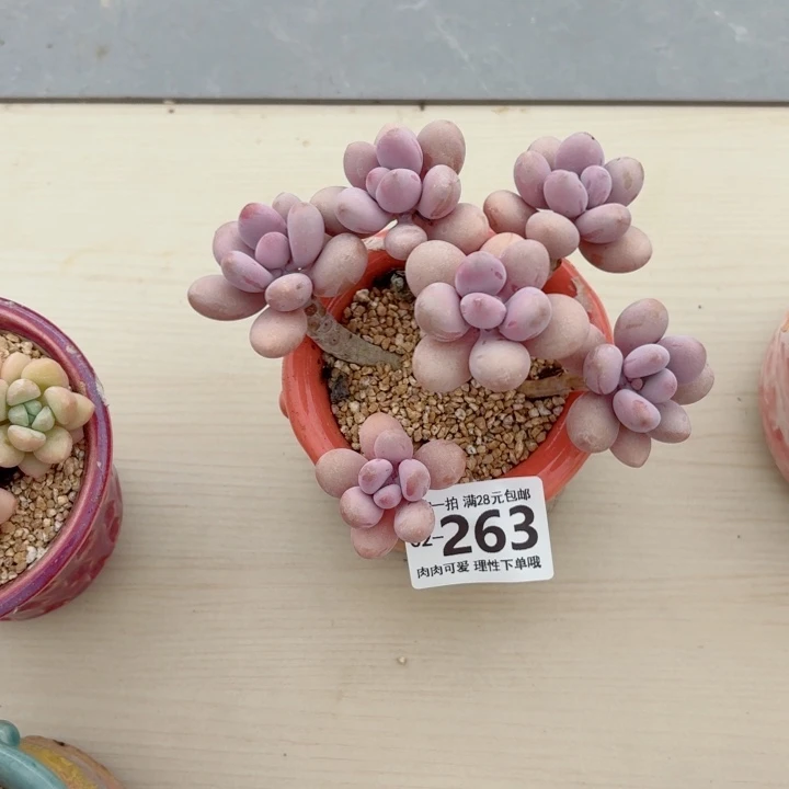 桃蛋无盆土发货多肉多肉植物