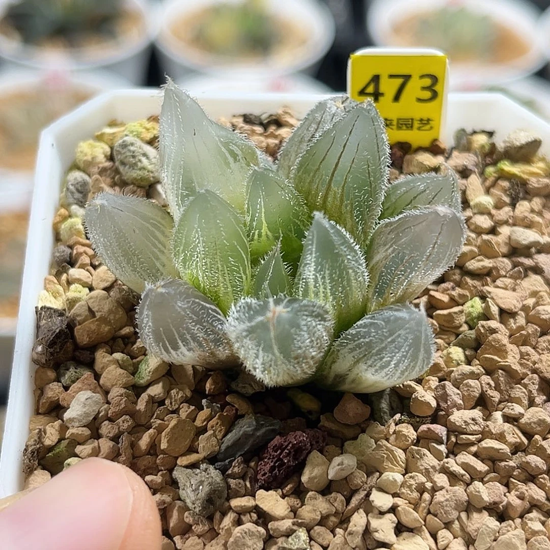 473GM292糊斑毛玉露弱根福利