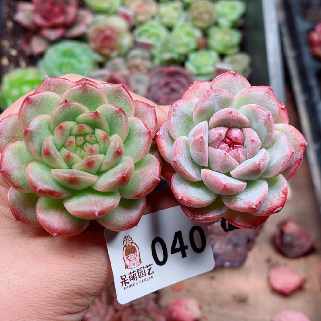 多肉植物多肉植物