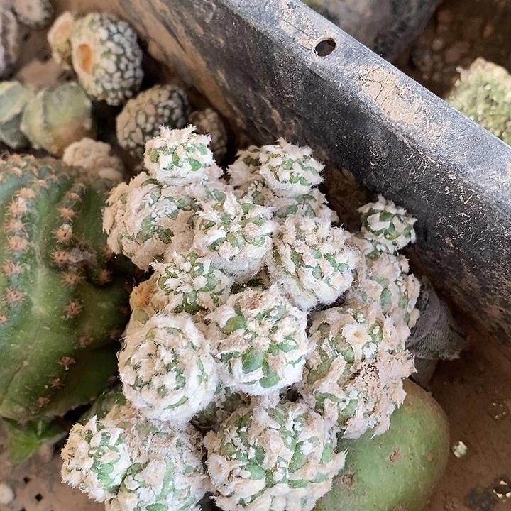 福利无根琉璃v兜群