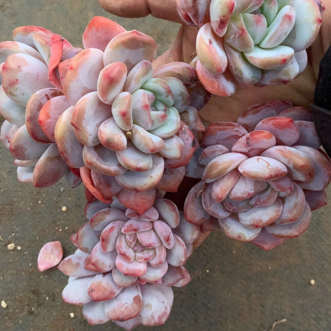 橙梦露橙梦露橙梦露