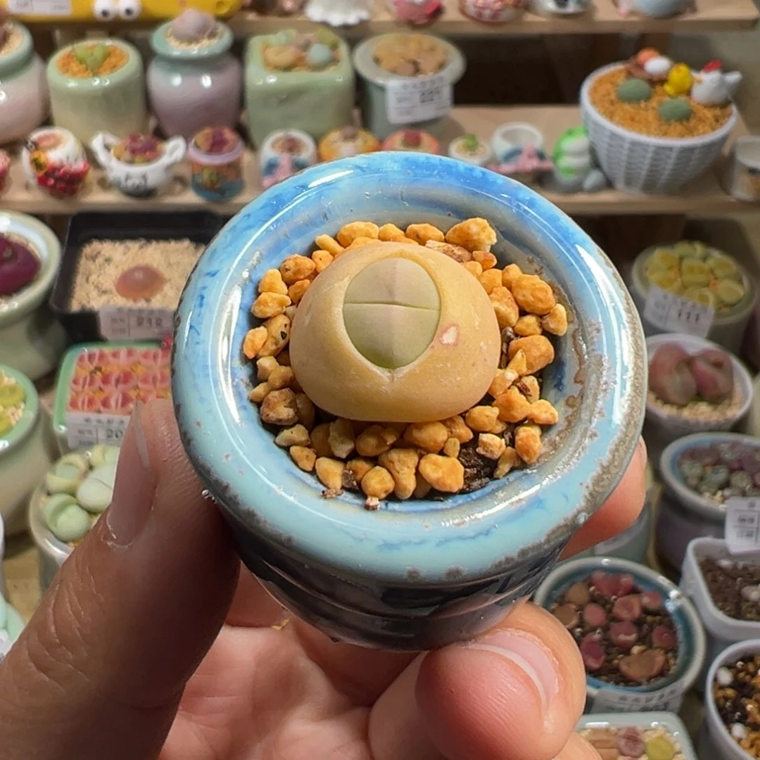多肉植物229号春桃
