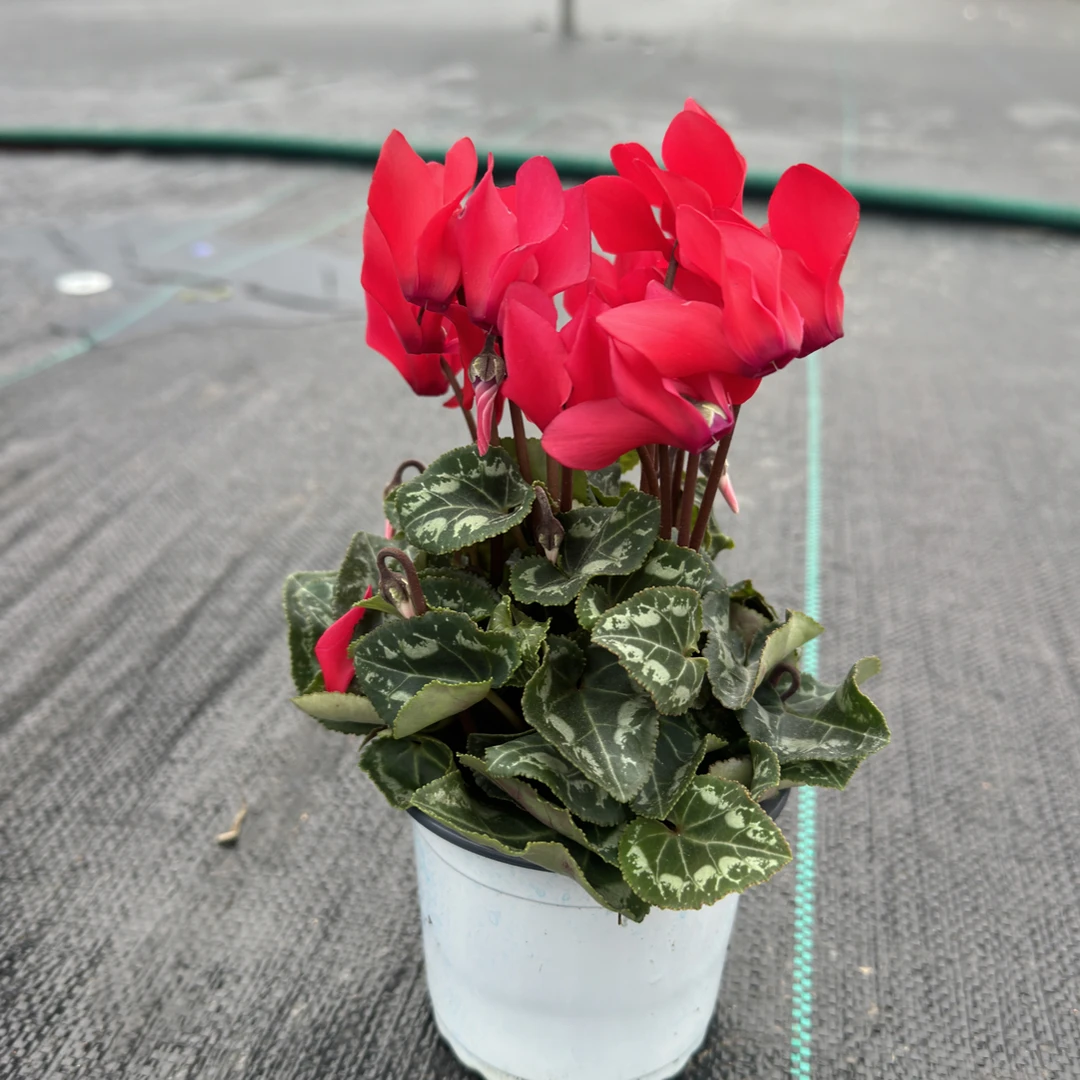 【一代仙客来】（中国红）微型带花带花苞发货适合室内阳台