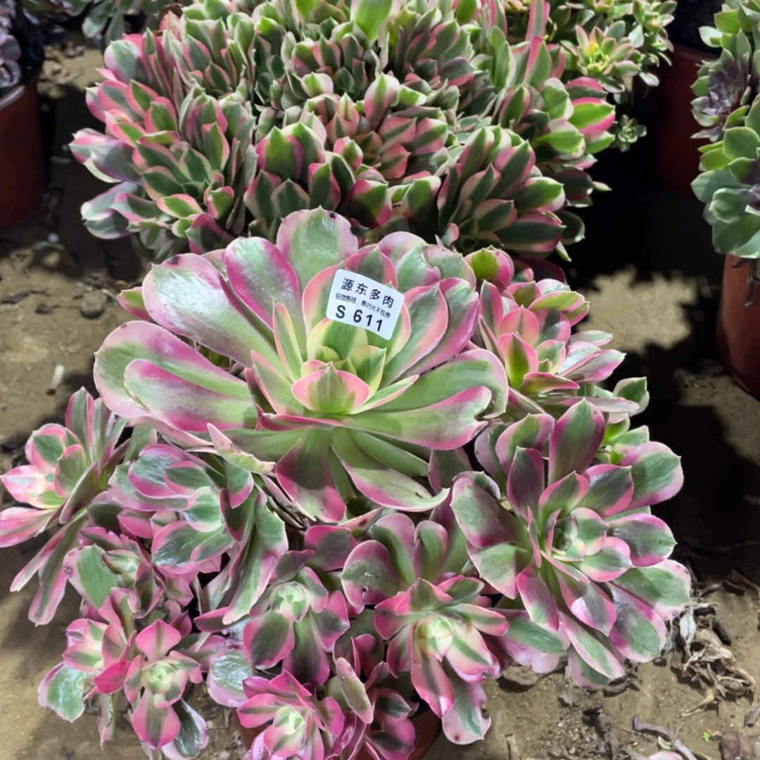 611七彩石多肉法师断枝不包