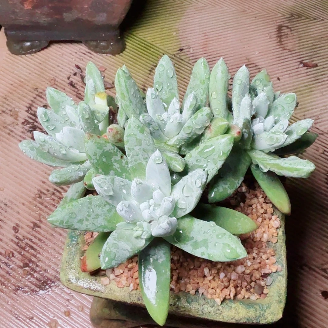 1514登喜拇指多肉