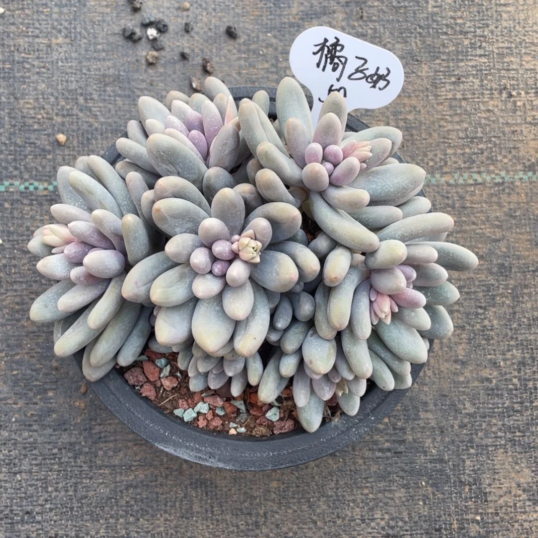 香*吖汤圆群生一个58号