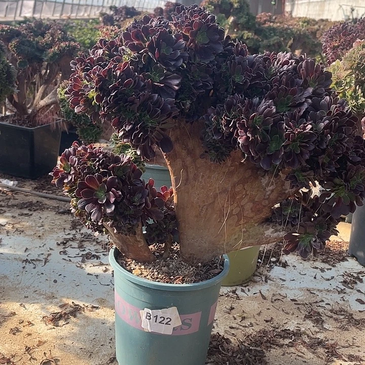 B122欧紫缀化58-1脱土包邮