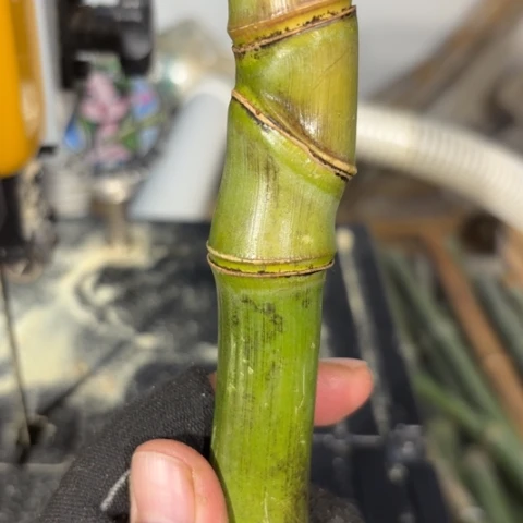 南***方实心竹竹竹竹竹竹竹竹竹竹