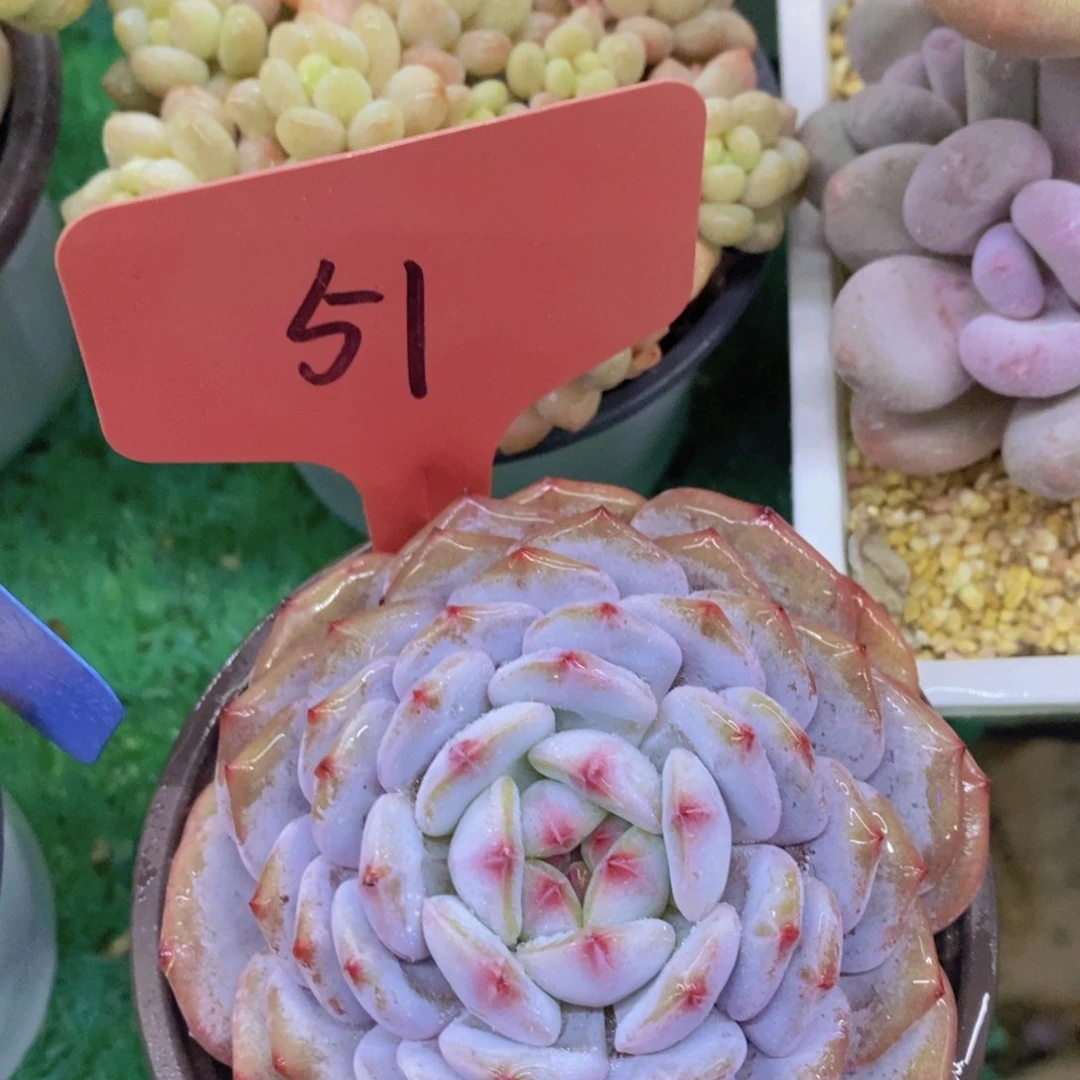 开心多肉，首播2场，一单包邮