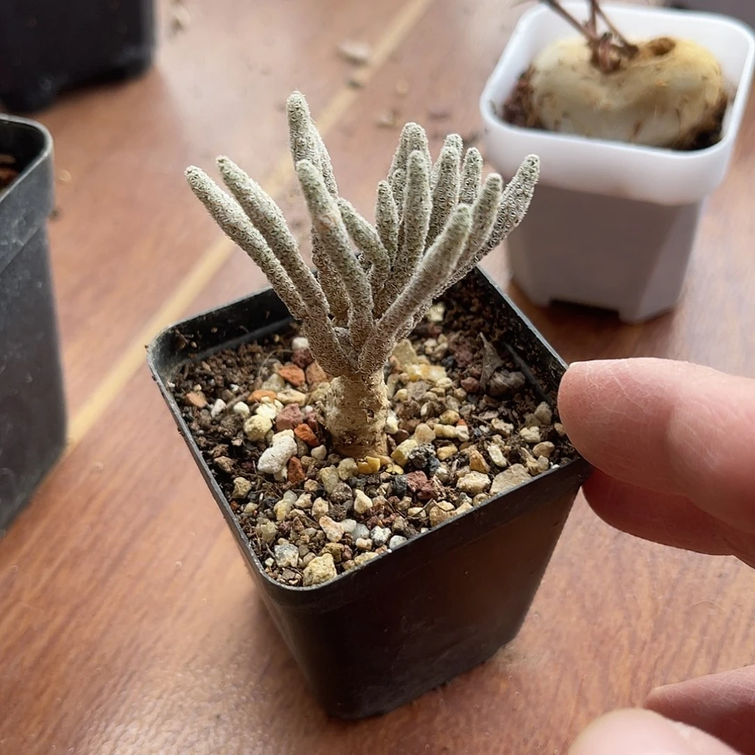 迷你牧师一物一拍