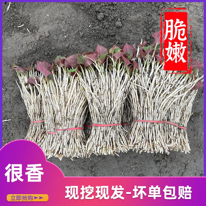 【现摘现发-坏单包赔】四川新鲜折耳根嫩芽鱼腥草应季蔬菜蔬菜装