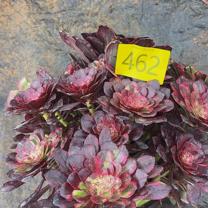 多肉植物同花顺462