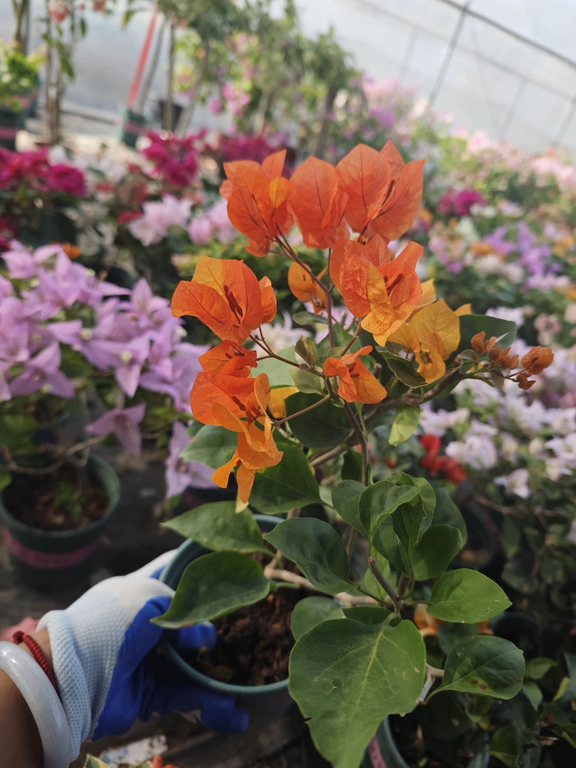 【一物一拍】爬藤四季开花三角梅