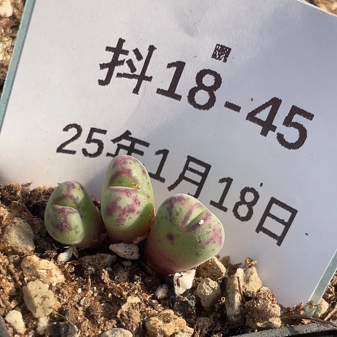 18-45平头斑马多肉植物