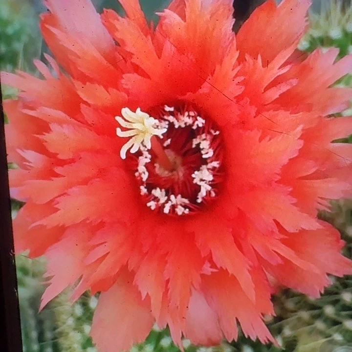 超级橙根高14公分弯毛花柱