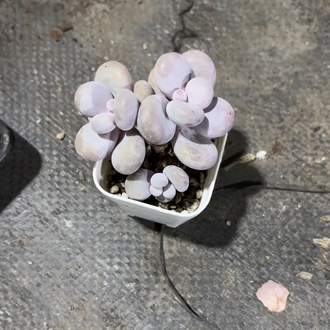 触***魂奶酪5cm新疆包邮只发新疆