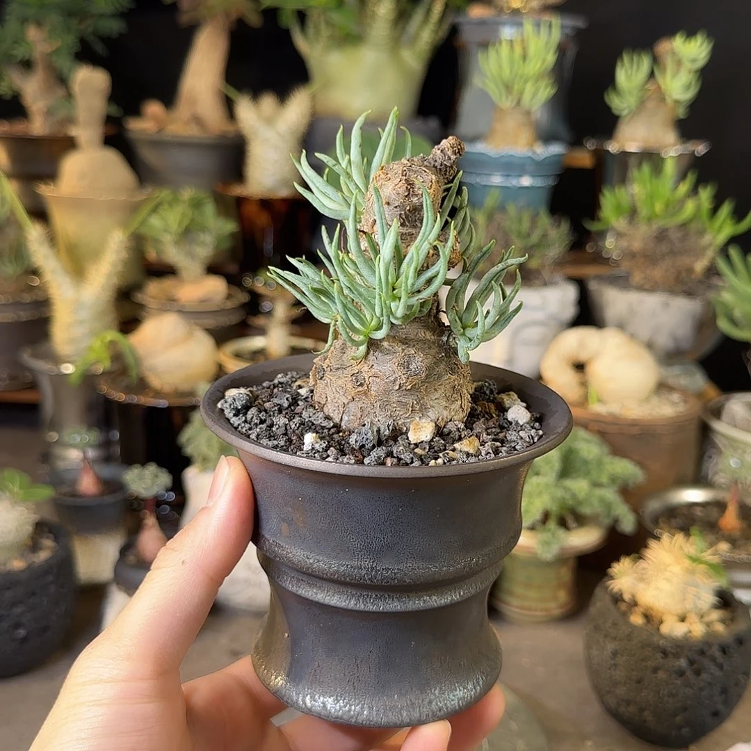 一物一拍白象奇峰锦320