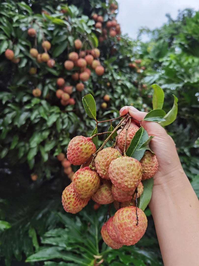 广东现摘现发新鲜桂味荔枝产地直发货现摘现卖礼盒装送礼