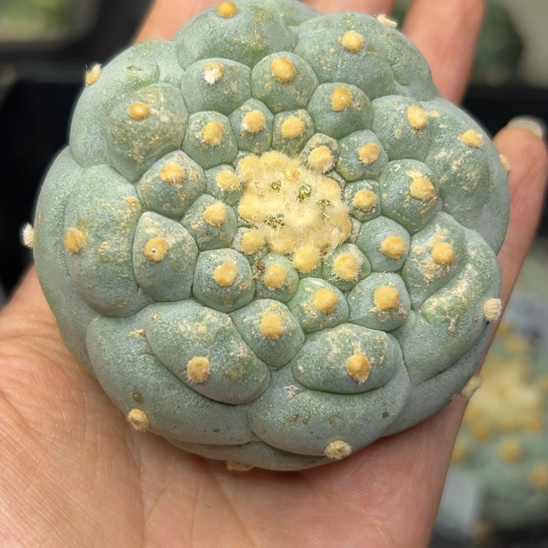 美**晴627 有根 仙人球的世界里