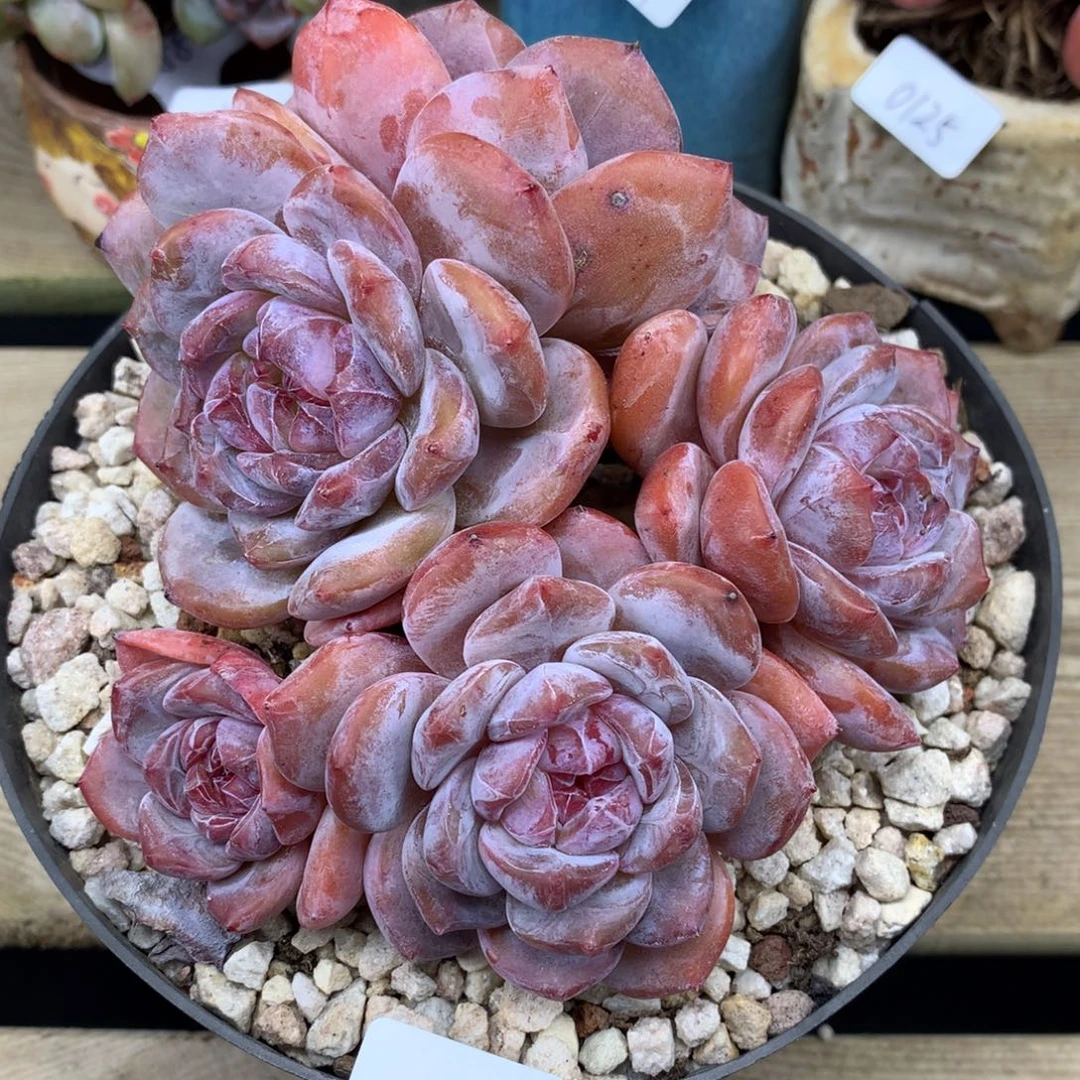 粉底紫心200/10cm5头