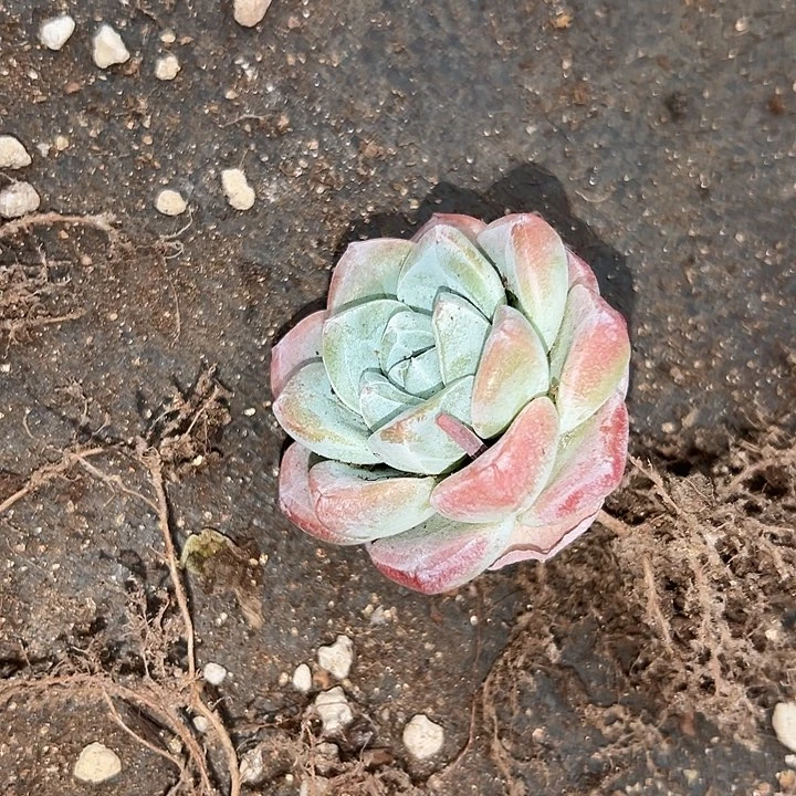 无花朵冰玉一颗。