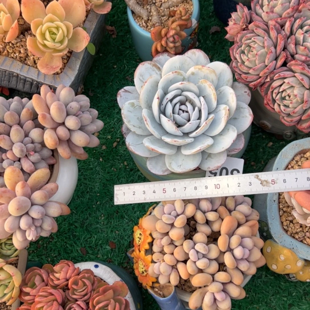 周*周305 多肉植物组合