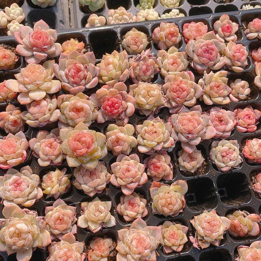 糖心5号穴一个满25包邮