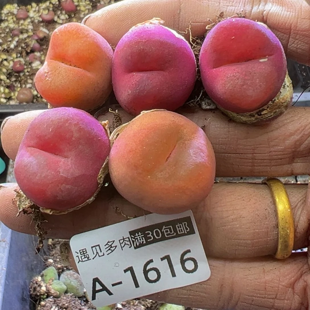 仔****户多肉植物111111111111111