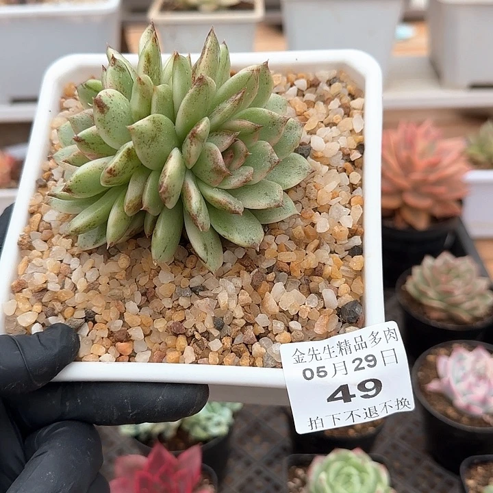 0529-49绿水晶锦双头