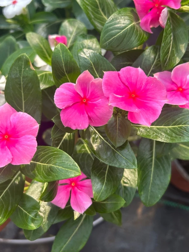 长春花天天开盆栽四季开花耐热观赏植物庭院客厅花卉