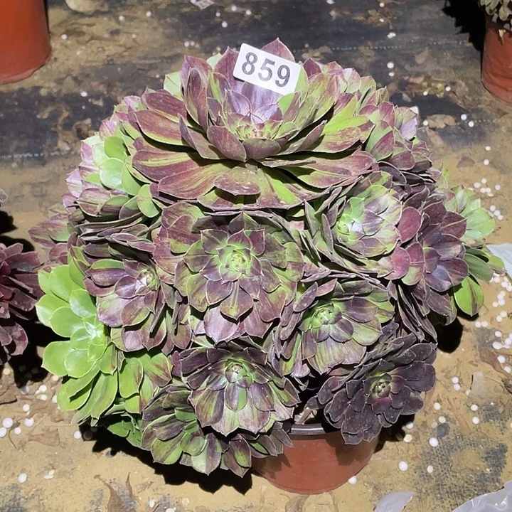 多肉植物断枝不包859花月夜